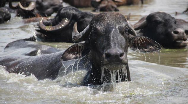 The shepherd, herding buffalo for the first time, couldn't hide his surprise: Can their breath be enough?