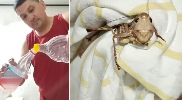 Giant locusts spreading from the Balkans were also seen in Bursa.
