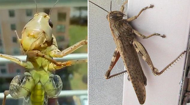 Why are they entering homes? The mystery of the giant grasshoppers has been solved.