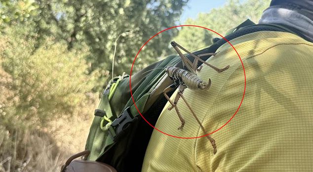 New address after Istanbul and Bursa! Giant grasshoppers have been spotted in another province.