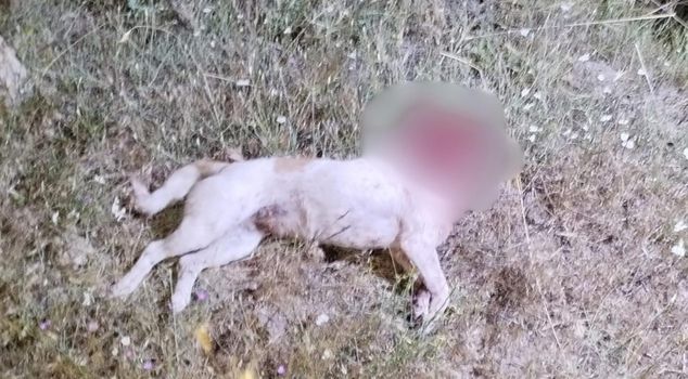 В Аксарае преступник, зарубивший тесаком пастушью собаку, был схвачен с поличным.