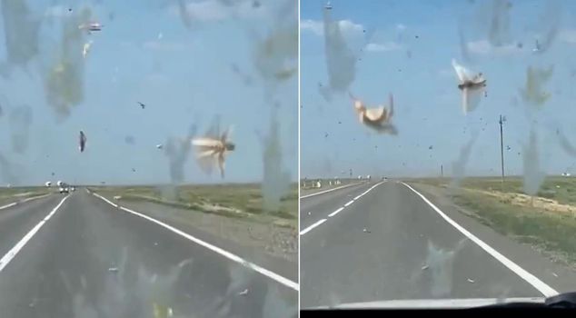 Images from right next to Istanbul! They have invaded everywhere.