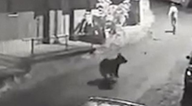 In Rize, a citizen chased a bear, and those moments were captured on camera.