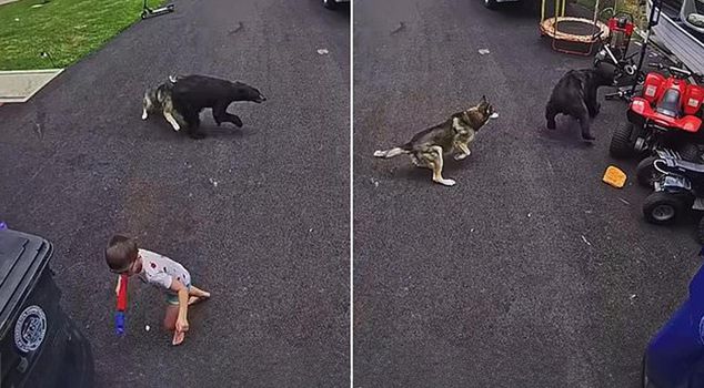 Dog saves 6-year-old child from bear attack