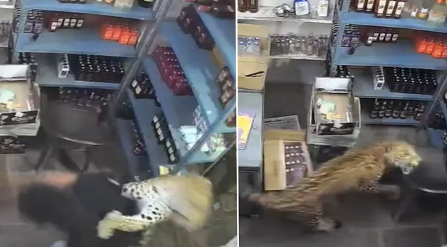 Leopard entering the store spread terror! The moments were captured instant by instant.