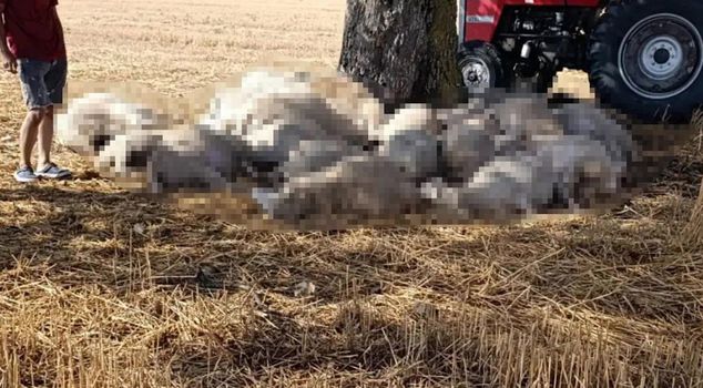 Heavy rain and hail in Edirne: Lightning killed 30 sheep, hail damaged roofs.