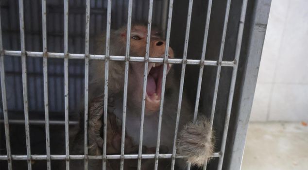 Fugitive monkey turns Hatay into a war zone! One injured