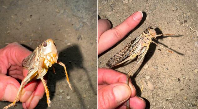 They are spreading across Turkey! Giant carnivorous grasshoppers spotted in the capital.