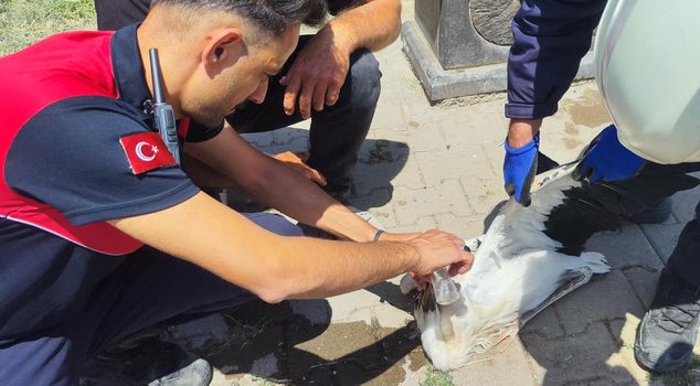 In Sivas, extreme heat caused a stork to faint: The fire department rushed to its aid.