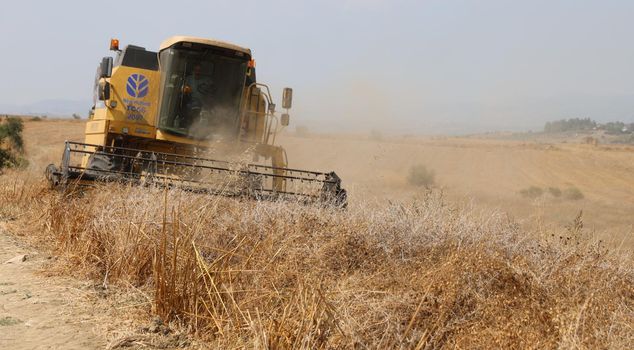 Chickpea harvest has begun: It went on display in the field