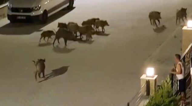 ليست سيرينغيتي، بل جنة العطلات في تركيا! هرع القطيع لنجدة من سمع صرخاته