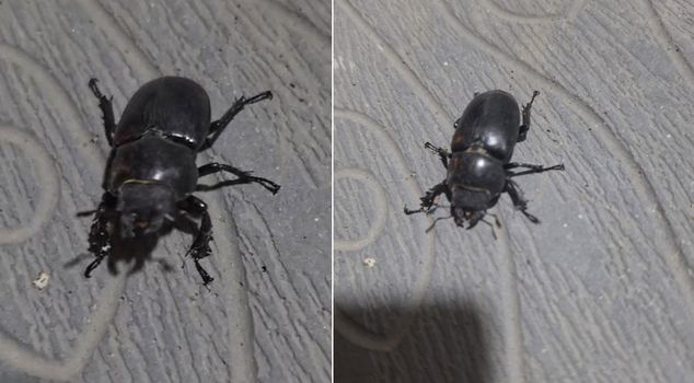 An insect capable of carrying 850 times its own weight was spotted in Tokat.
