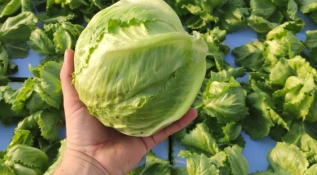 This was all that was missing! Now a lettuce outbreak is claiming lives: hospitals are on alert, case count exceeds 20 thousand.