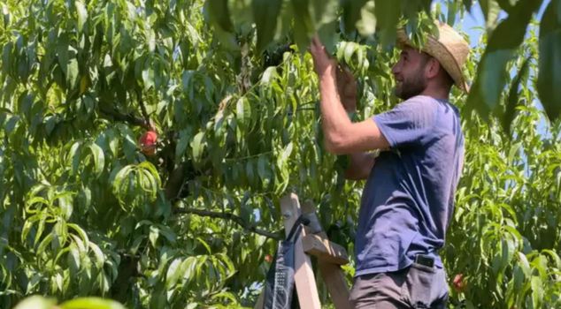 The expected harvest has begun: The price of the geographically indicated registered Bursa peach on the stalls has been determined.
