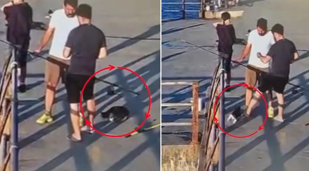 В Ускюдаре пнул кота и сбросил его в море! Окружающие отреагировали