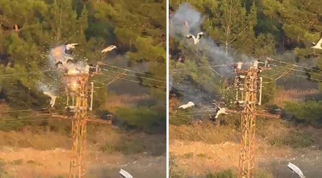 Of the 5 storks that landed on the pole, 3 were electrocuted and died.