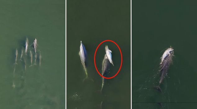 She carried her calf for days: the heartbreaking farewell of a mother dolphin