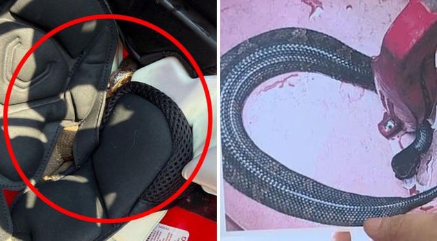A venomous snake came out of the footballer's helmet! He trained for an hour without noticing.