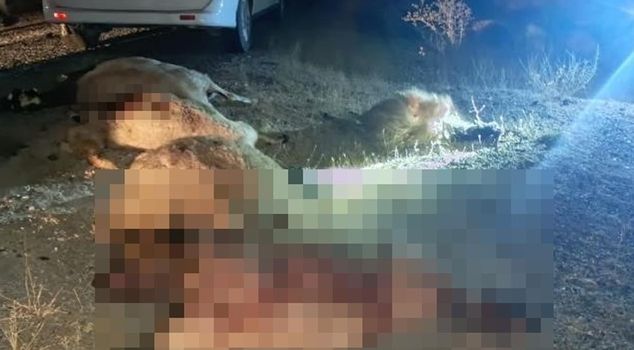A car hit a flock of sheep! Many animals were killed.