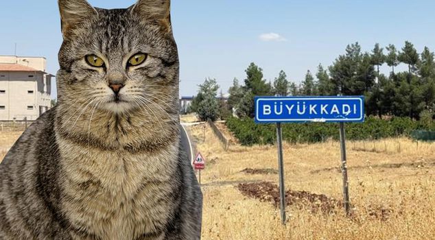 Ребёнок, которого укусила кошка, был интубирован.