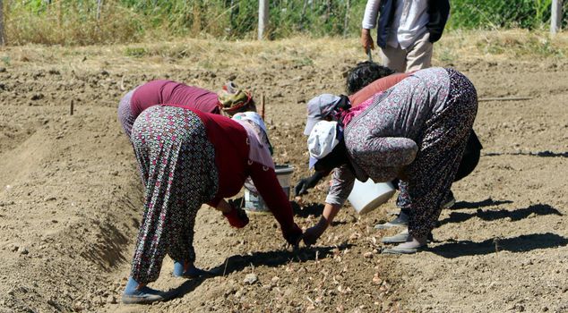600 thousand TL per kilo! Planting has begun for the world's most expensive spice.