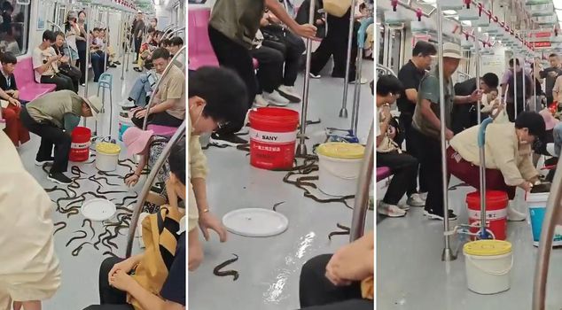 Snake panic on the metro! Passengers were also surprised when the truth came out.