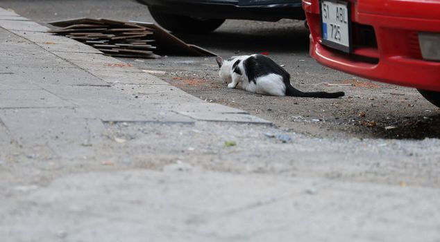 Watch where the cat bit you! There have been cases of rabies developing 11 years later.