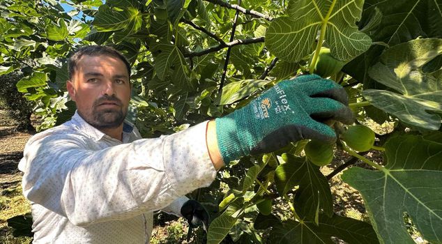 The 'Black Pearl' harvest has begun: a staple of the British Royal Family