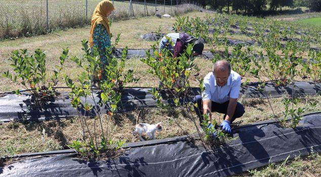 His life changed with his wife's insistence! Retired imam became a 'super fruit' producer.