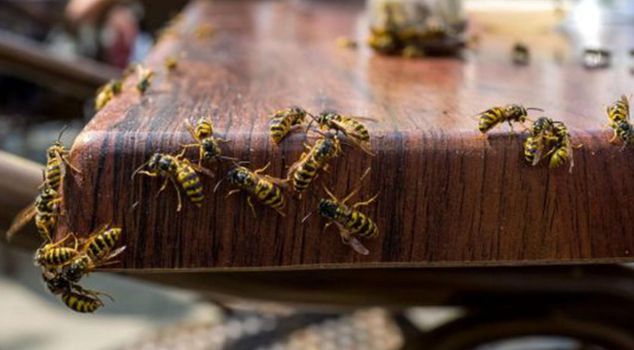 Eating the fruit changes their behavior! Warning from England about 'drunk wasps'.