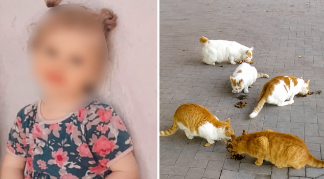 A cat had bitten: 4-year-old child dies of rabies