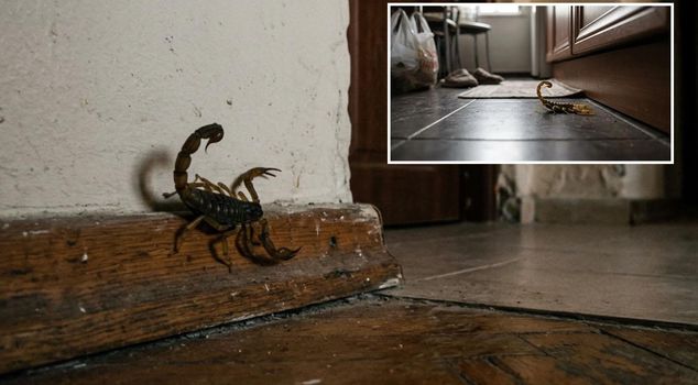 A surprising sight in Istanbul! Scorpions have reached the upper floors of buildings.