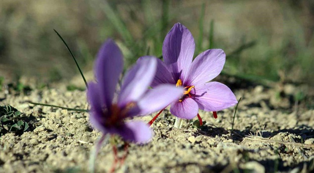 The world's most expensive spice, saffron, bloomed early; the harvest has begun.