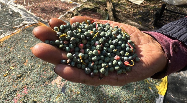 Terebinth, which grows abundantly in Akseki, is sold at 250-300 per kilo, and its oil at 1,200 lira per liter.
