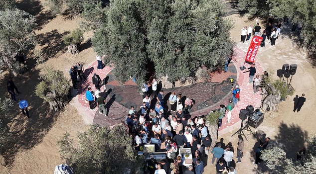 A harvest was made from a thousand-year-old olive tree, and it was tasted immediately.