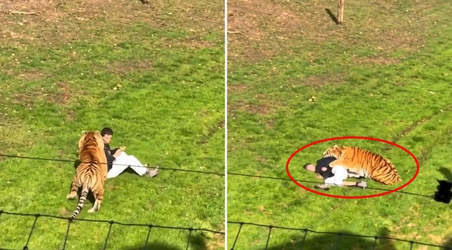 It has been decided for the tiger that killed a person: It will not be euthanized.