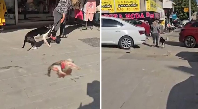 In Esenyurt, a pitbull without a muzzle killed a street cat.