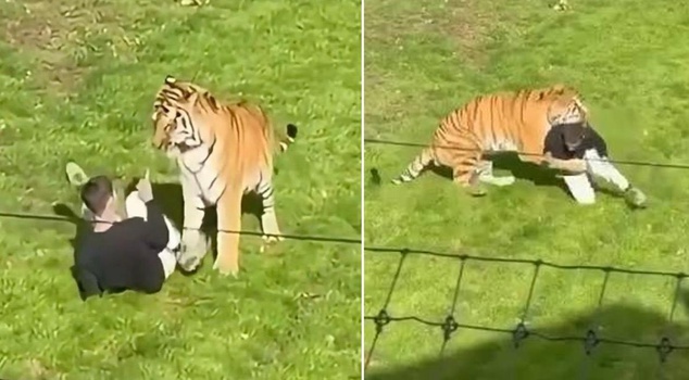 They died horribly in the tiger's attack! Their last move drew attention.