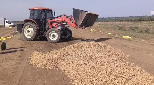 The seed costs 300 lira, but the produce isn't worth 50 lira! Farmers will pour it into the stream.
