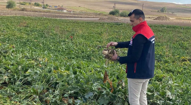 The news the farmer was waiting for has arrived! The sugar beet purchase price has been announced, exactly a 20 percent increase
