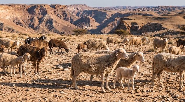 They left 15 sheep in the middle of the desert! 35 years later, they couldn't believe it.