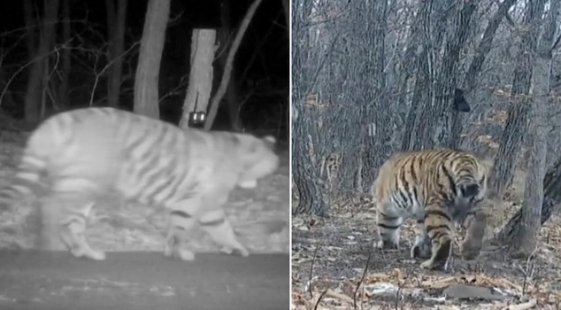 The mysterious guest caught on camera became hope!