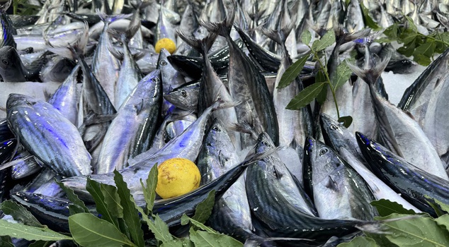 Bonito became abundant, prices dropped! A scandalous call from fishermen