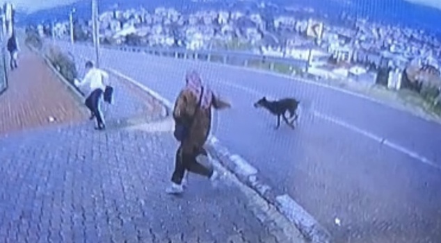 Dog horror at a bus stop in Bursa! An 11-year-old child who jumped from a height to escape broke his leg.