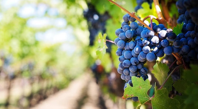212 thousand TL for those who uproot the vineyard! Farmers headed to the apple of Turkey's eye