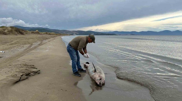3 dolphins were found dead in Kuşadası Bay! They may have been caught in fishing nets.