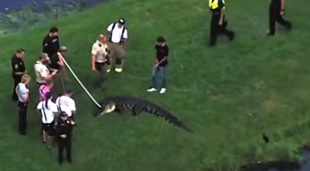 Attacked by an alligator while fishing in the US! The 3.6-meter alligator killed a person