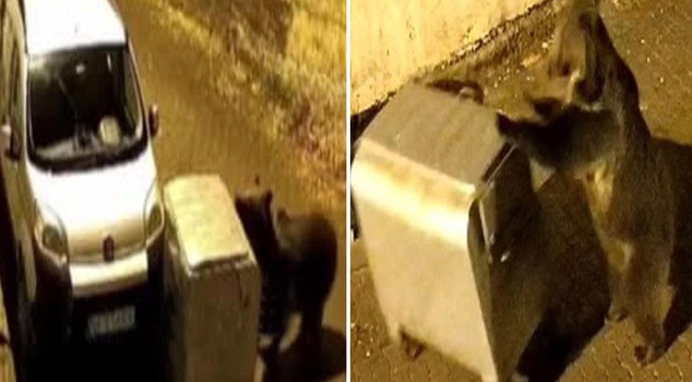 The bear that came down to the city center pushed the garbage container into the car.