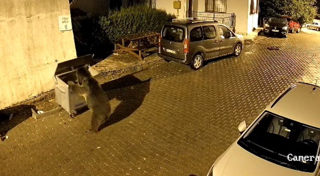 In Kızılcahamam, a bear that came down to the housing complex at midnight pushed a garbage container downhill! Parked vehicles were damaged