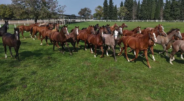 The foal raised in Bursa was sold for 12 million 50 thousand lira.